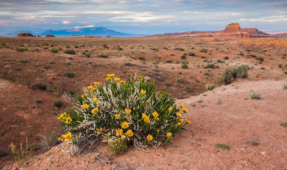 Dessert Flower near Goblin Valley, Utah, USA