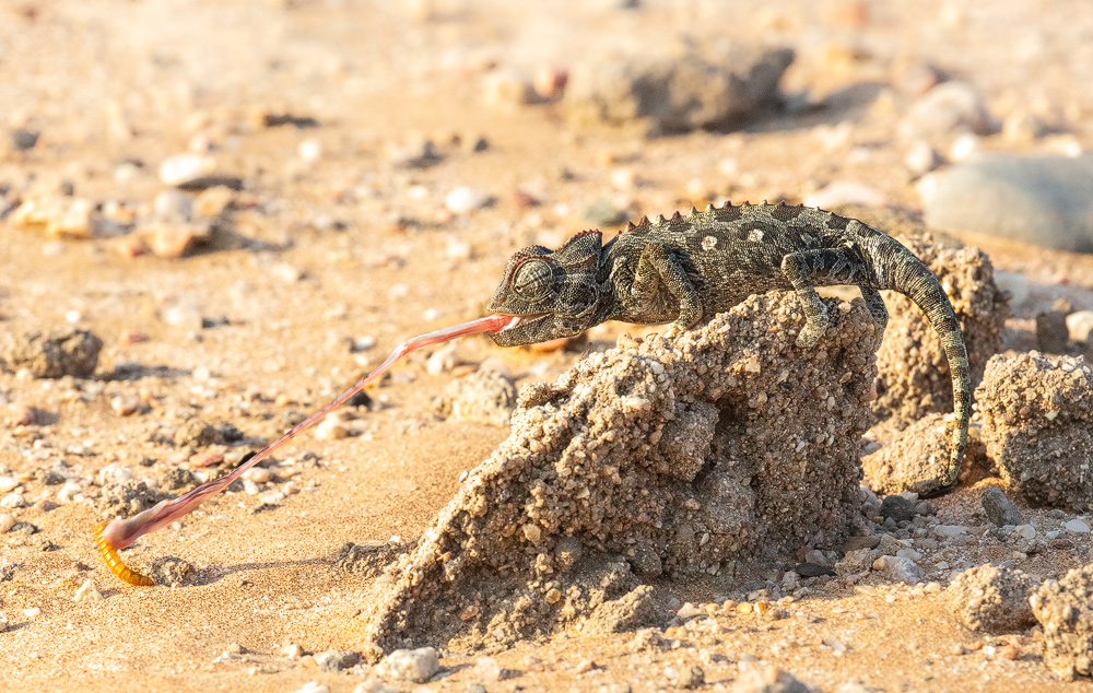 Ein Namaqua Chamäleon schnappt sich mit seiner langen Zunge einen Wurm.