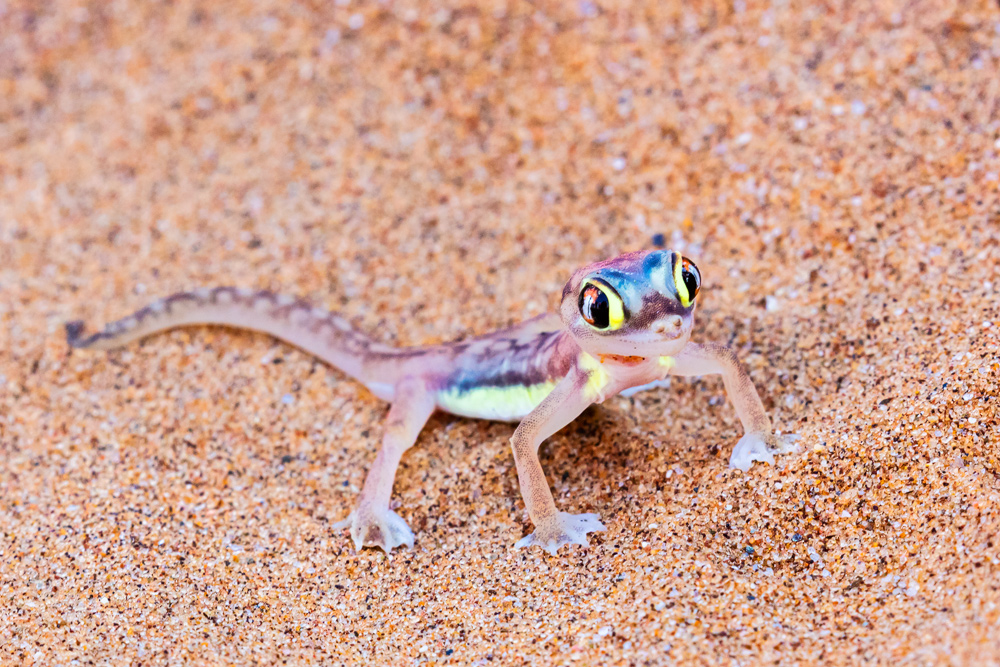 Der Wüsengecko ist mit seinen 5cm Körpergröße klein, seine Haut aber ist schillerndbunt.