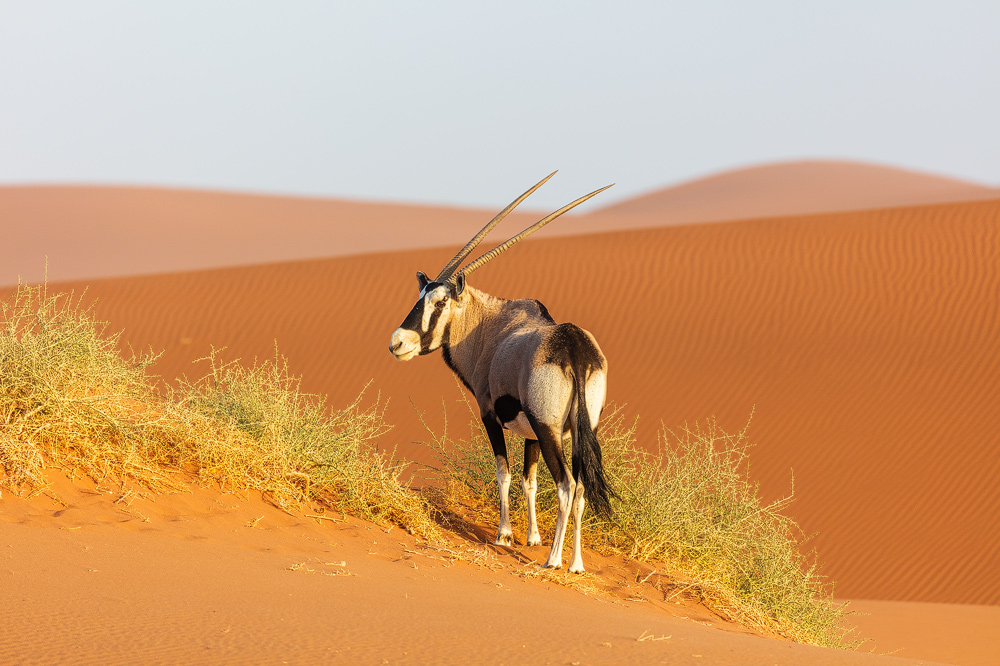 Die Oryx-Antilope, oder auch Gemsbock genannt, braucht extrem wenig Wasser und lebt sogar in der Namib-Wüste.