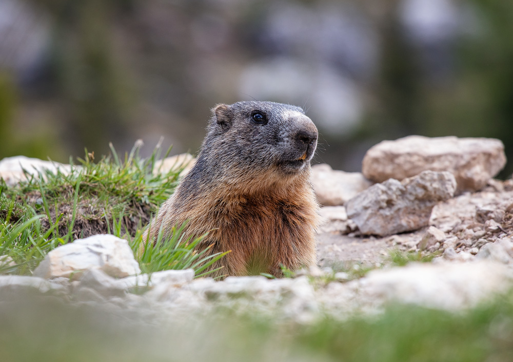 Zutrauliches Murmeltier am Passo Falzarego