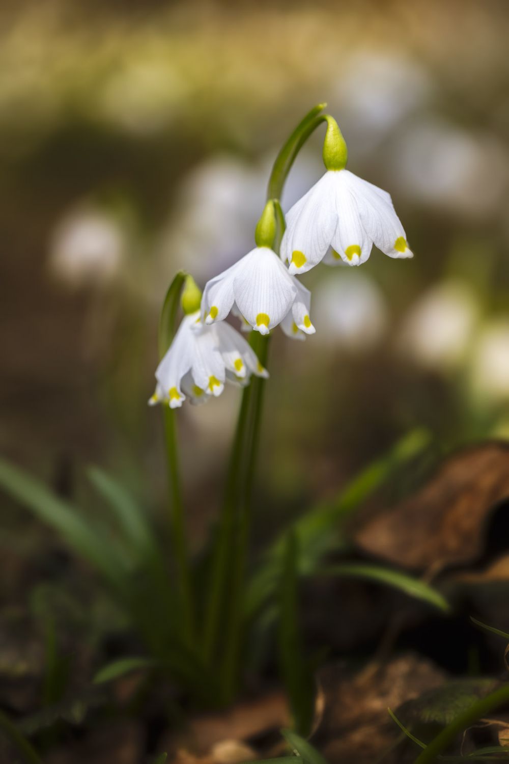 Das Große Schneeglöckchen ist die Hauptattraktion im Frühlingstal