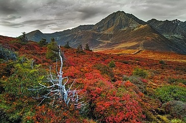 Autumn Color Carpet,Krimpenbach Alm, Stubaier Alpen, Tirol, Österreich