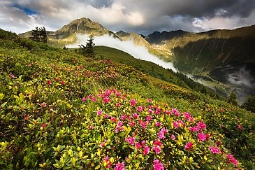 Roßkogel, Almrosen, Stubaier Alpen, Tirol, Österreich