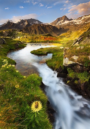 Stachelige Schönheit, Alpenkratzdistel, Stubaier Alpen, Tirol, Österreich