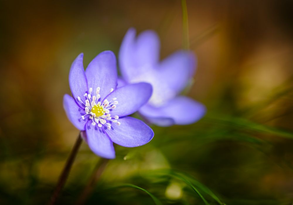 Aber auch das Leberblümchen ist zahlreich vertreten