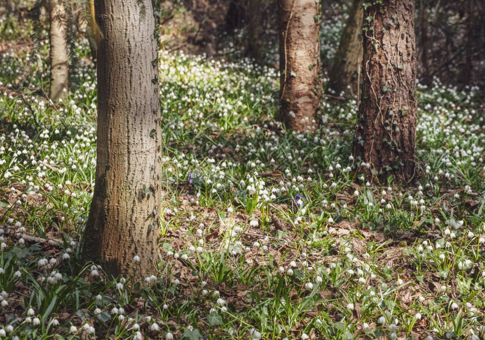 Der Wald im Frühlingstal